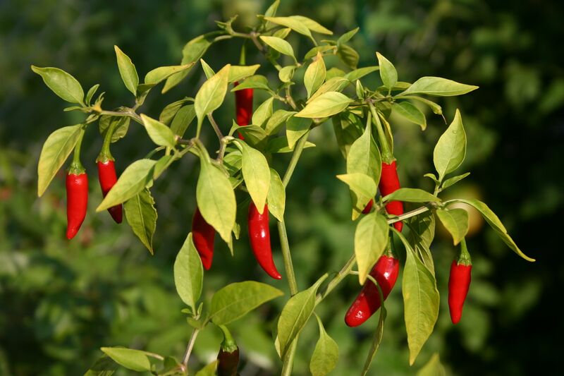 File:Thai peppers.jpg