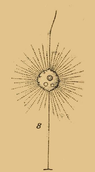 File:Actinomonas 1910.jpg