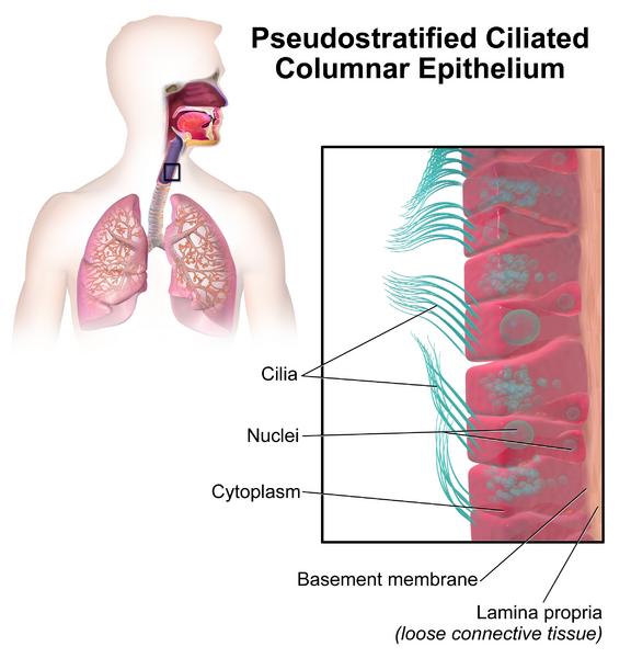 File:Blausen 0750 PseudostratifiedCiliatedColumnar.png