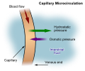 Capillary microcirculation