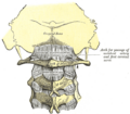Atlanto-occipital joint superior view