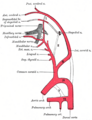 Anatomy of the carotid artery