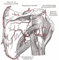 Gray's Anatomy illustration 521