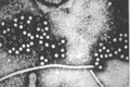 Orthohepevirus_A