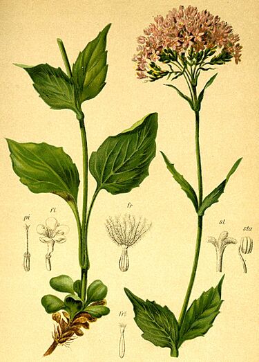 File:Valeriana montana Atlas Alpenflora.jpg