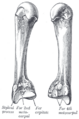 Bones of the left hand. Palmar surface.