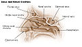Illustration of the nose and nasal cavities