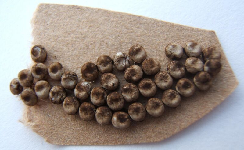 File:Actias luna eggs sjh.JPG