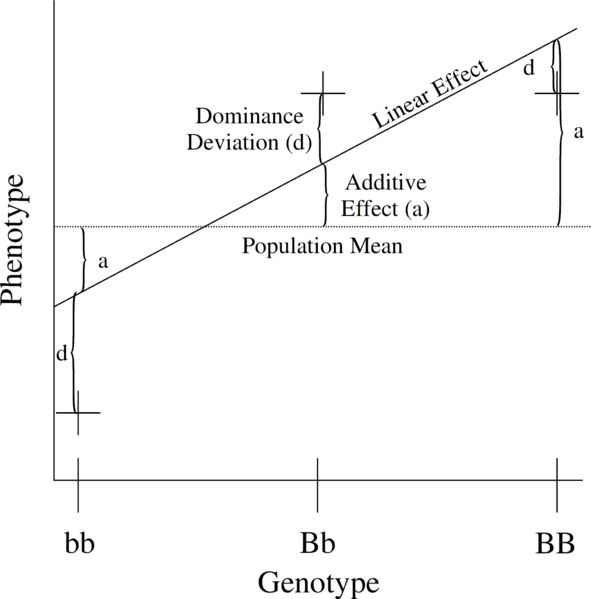 File:Additive and Dominance Effects.png