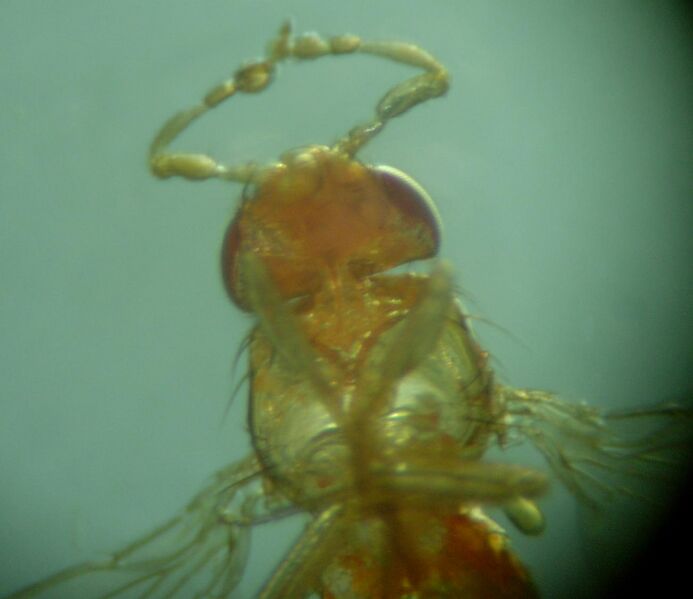 File:Antennapedia2.jpg