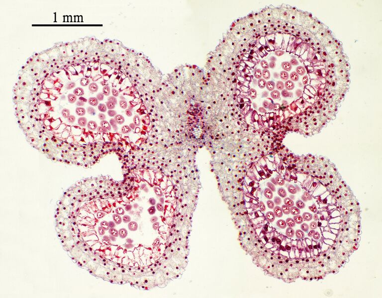 File:Antera Lilium.jpg