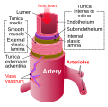Artery