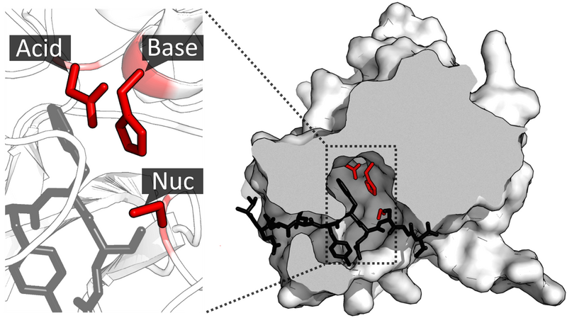 File:Catalytic triad of TEV protease.png