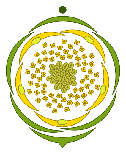 File:Ranunculus acris.svg
