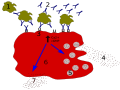 Thumbnail for version as of 22:13, 18 May 2026