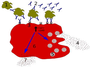 Allergy Degranulation processes 1 - antigen; 2 - IgE antibody; 3 - FcεRI receptor; 4 - preformed mediators (histamine, proteases, chemokines, heparine); 5 - granules; 6 - mast cell; 7 - newly formed mediators (prostaglandins, leukotrienes, thromboxanes, PAF)