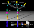 Thumbnail for version as of 19:20, 4 June 2026