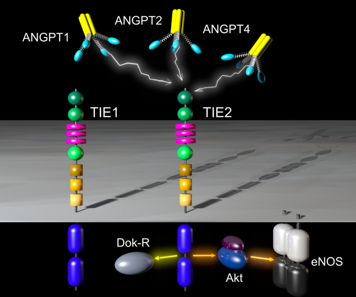 File:Ang-TIE-signaling.png