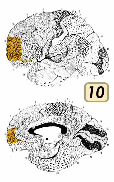 File:Brodmann Cytoarchitectonics 10.png
