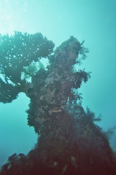 File:Coral reef.jpg
