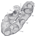 Thumbnail for version as of 17:28, 18 May 2026