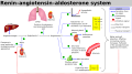 Renin-angiotensin-aldosterone system diagram