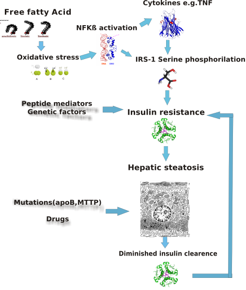 File:Steatosis.svg