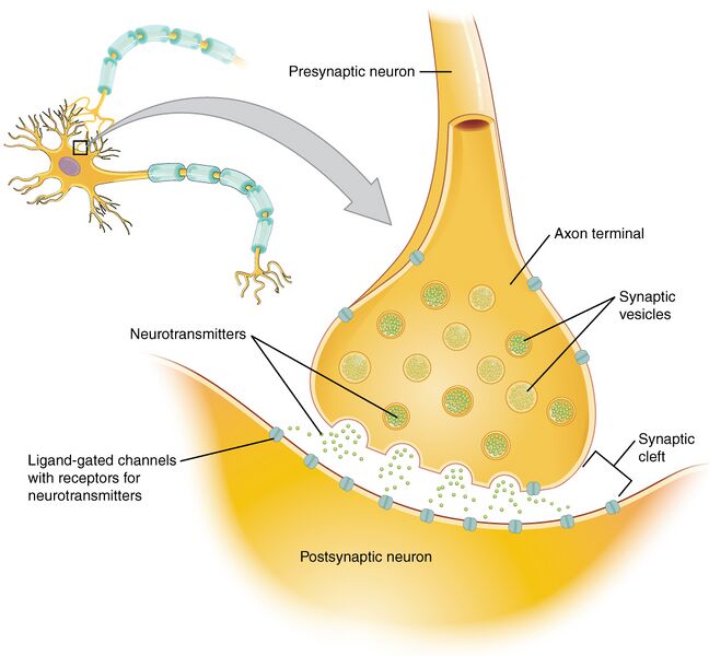 File:1225 Chemical Synapse.jpg