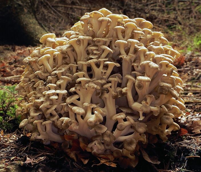 File:2008-02-10 Polyporus umbellatus crop.jpg