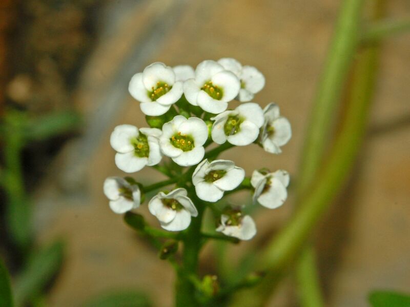 File:Brassicaceae - Lobularia maritima-3.JPG
