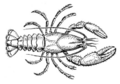 A detailed image of a crayfish, showcasing its features.