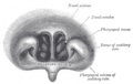 Thumbnail for version as of 17:28, 18 May 2026