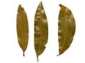 Indian bay leaf - tejpatta