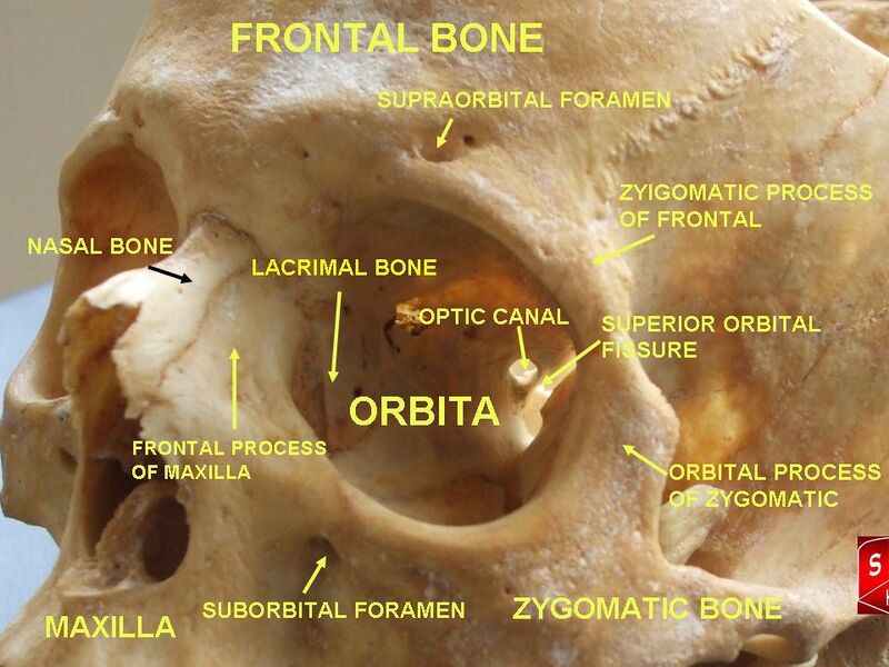 File:Orbital cavity.jpg