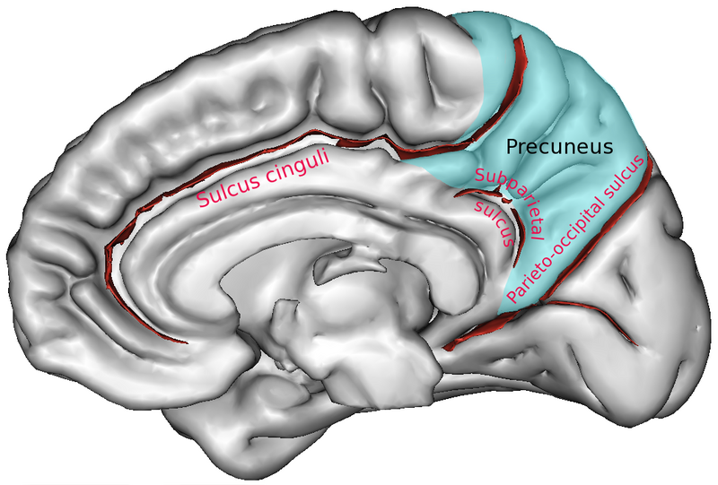File:ParietCapts medial.png
