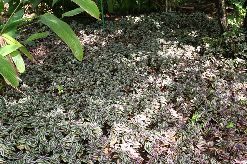 File:Zebrina pendula 2zz.jpg