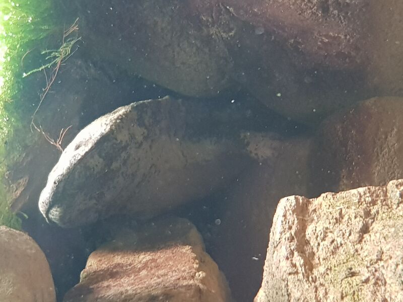File:A. davidianus, London zoo.jpg