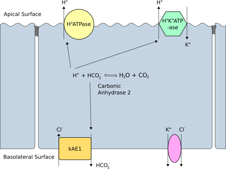 File:Alpha Intercalated Cell Cartoon.svg