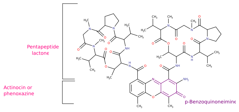 File:Dactinomycin structure.svg