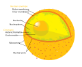 Diagram of a human cell nucleus
