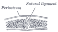Thumbnail for version as of 17:28, 18 May 2026