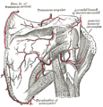 Gray's Anatomy - Image 524