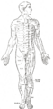 Nervous system