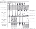 Structure of the retina