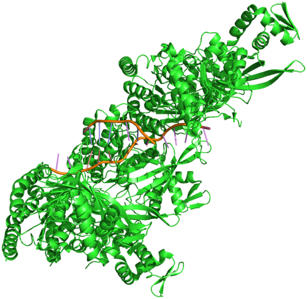 File:Homologous recombination 3cmt.png
