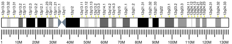 File:Human chromosome 12 ideogram.svg