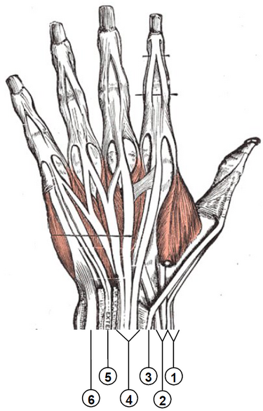 File:Wrist extensor compartments (numbered).PNG