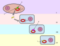Thumbnail for version as of 22:13, 18 May 2026