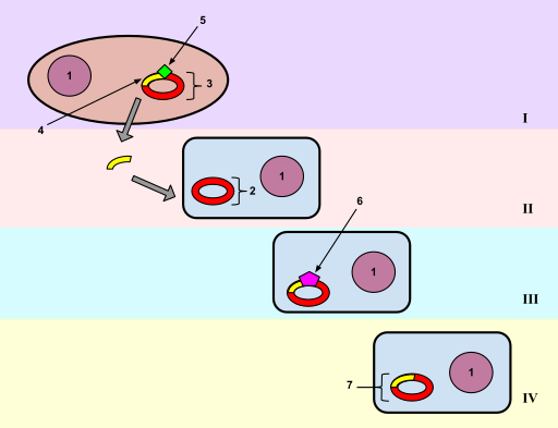 File:Bacterial Transformation.svg