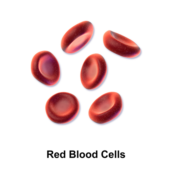 File:Blausen 0761 RedBloodCells.png
